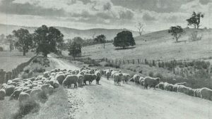 Black and white photograph of a country road flanked by low, rolling fields. Dozens of sheep are gathered across the road.
