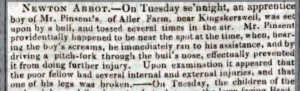 Newspaper clipping describing a worker on Aller Farm being gored by a bull.