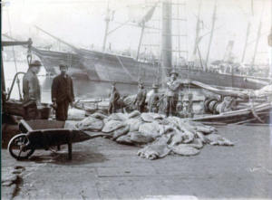 Men stand on the docks in a black and white photograph. There's a heap of dead seals beside them, and a wheelbarrow waiting to carry them off.
