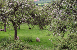 A modern photograph of apple trees in flower with sheep grazing beneath.