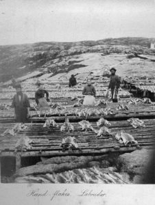 A faded, blurry black and white photograph. People stand amid low wooden structures, like tables. Salmon are sliced open and drying on the wood.