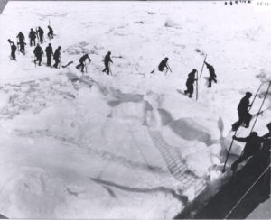Black and white photograph of sealers trudging through snow, dragging seals behind them towards a ship.
